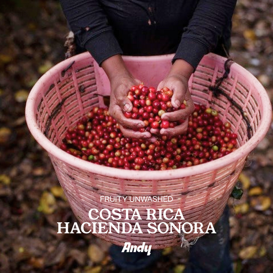 COSTA RICA, Hacienda Sonora, Espresso